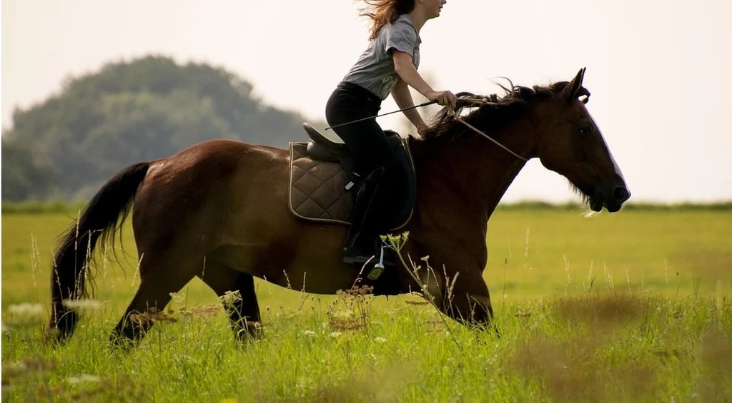 Les solutions pour les problèmes de peau chez les chevaux
